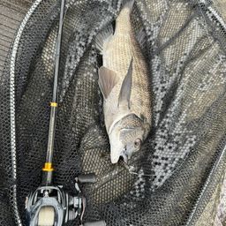 クロダイ