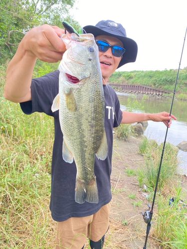 ラージマウスバス