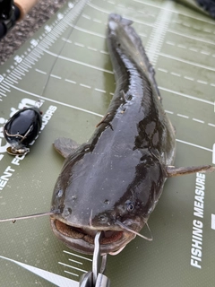 ナマズの釣果
