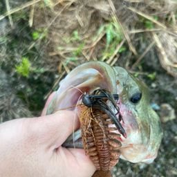 ブラックバス