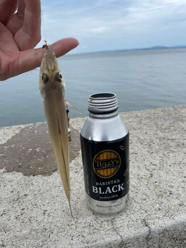 キスの釣果