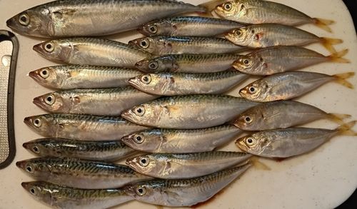 アジの釣果