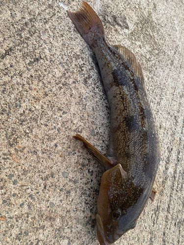 アイナメの釣果