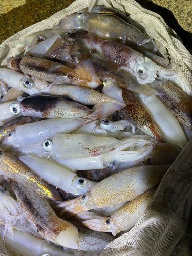 釣果