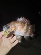 メバルの釣果