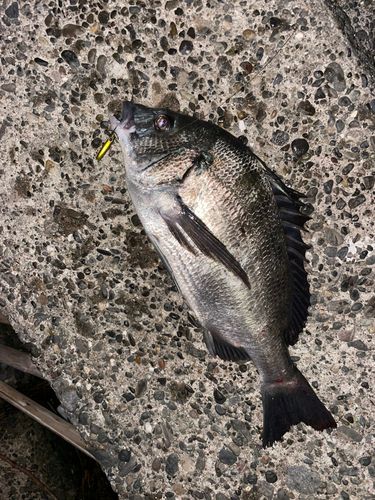 クロダイの釣果
