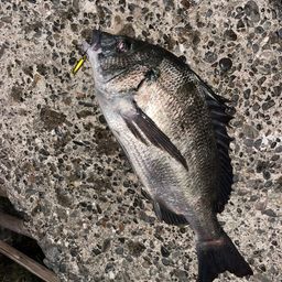 クロダイ