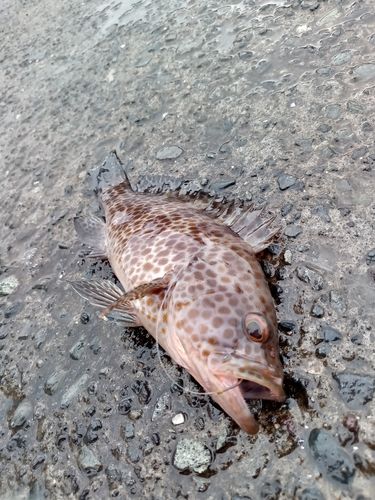 オオモンハタの釣果