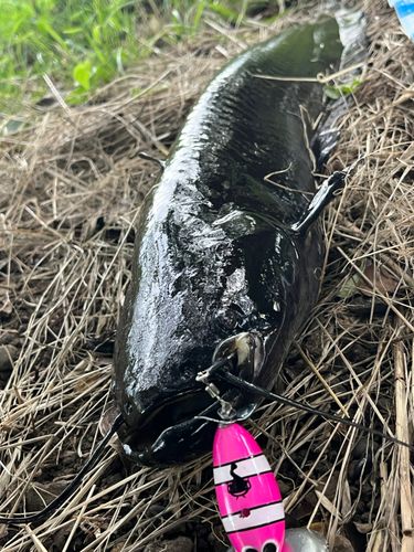 ナマズの釣果