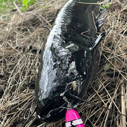 ナマズ