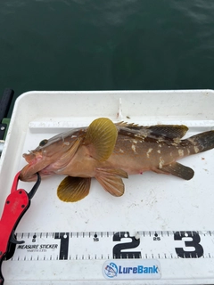 アコウの釣果