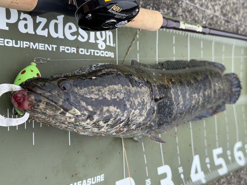 ライギョの釣果