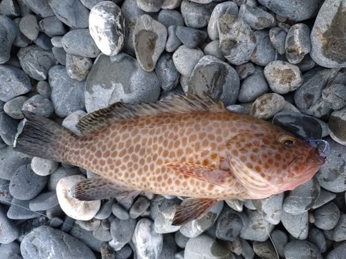 オオモンハタの釣果