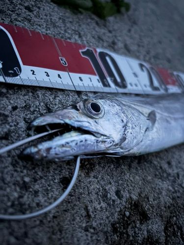 タチウオの釣果