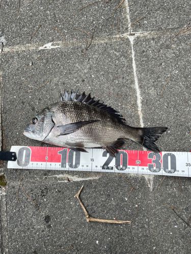 クロダイの釣果