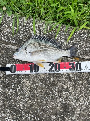 キチヌの釣果