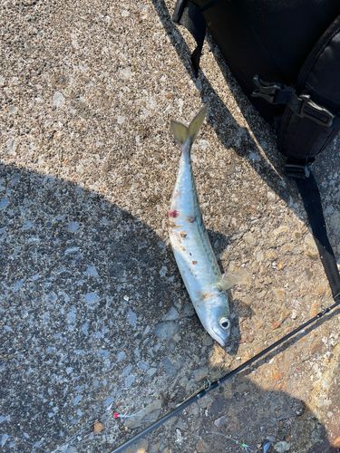 サバの釣果
