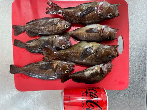 ガヤの釣果