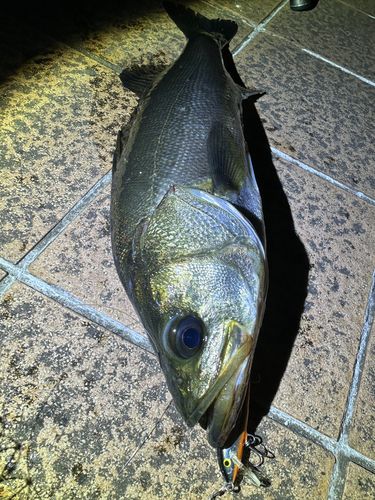 シーバスの釣果