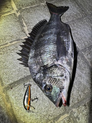 クロダイの釣果