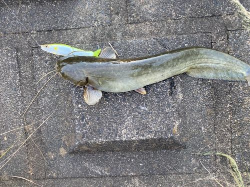 ナマズの釣果