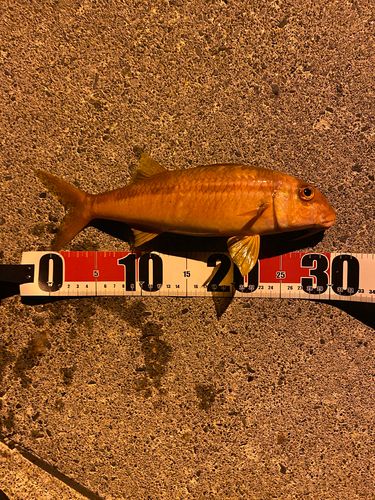 アカヒメジの釣果