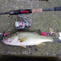 ラージマウスバス