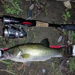 ラージマウスバス