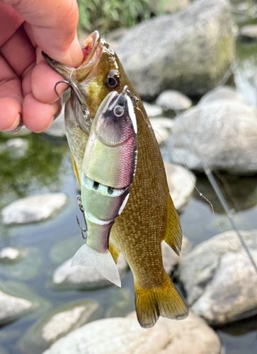 スモールマウスバスの釣果