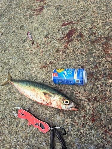 サバの釣果