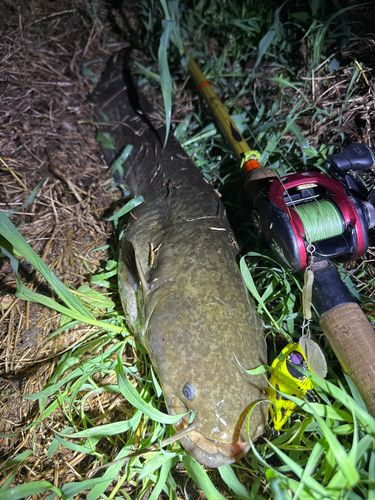 ナマズの釣果