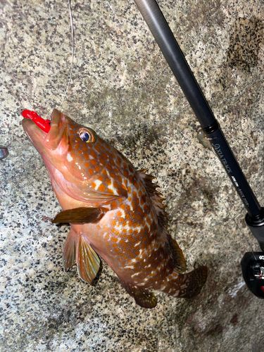 キジハタの釣果