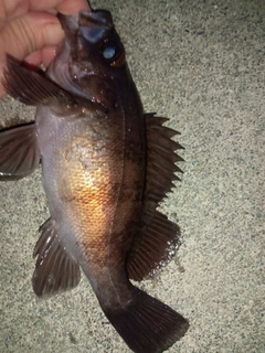 メバルの釣果