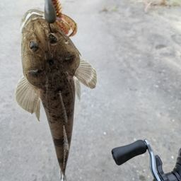 マゴチ