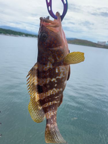 キジハタの釣果