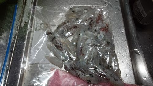 ヒイカの釣果