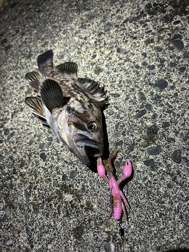クロソイの釣果