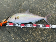 カンパチの釣果