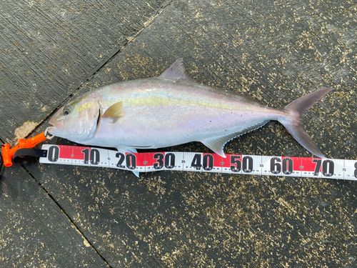 カンパチの釣果