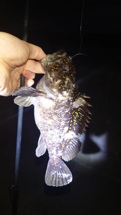 オウゴンムラソイの釣果