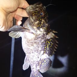 オウゴンムラソイ