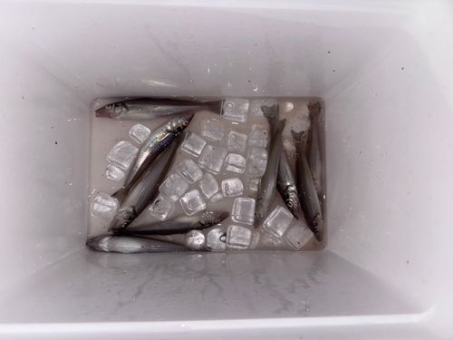 シロギスの釣果