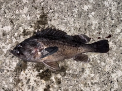 クロソイの釣果
