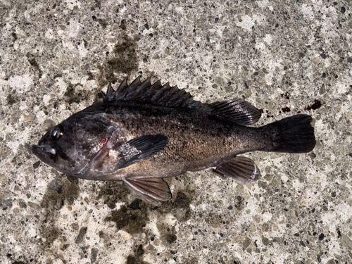 クロソイの釣果