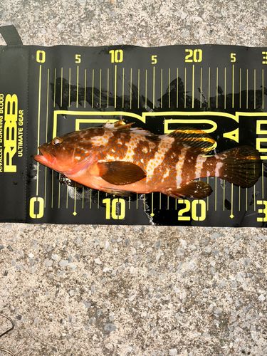 キジハタの釣果