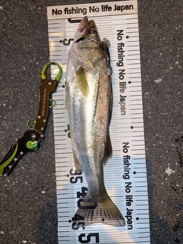 シーバスの釣果