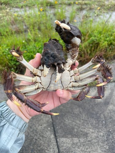 モクズガニの釣果