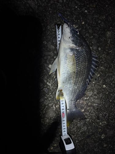 キビレの釣果
