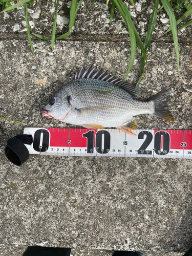 キチヌの釣果