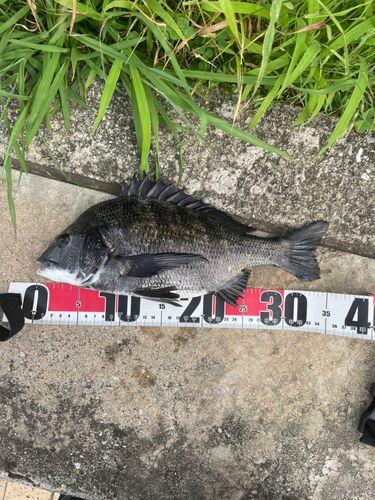 クロダイの釣果